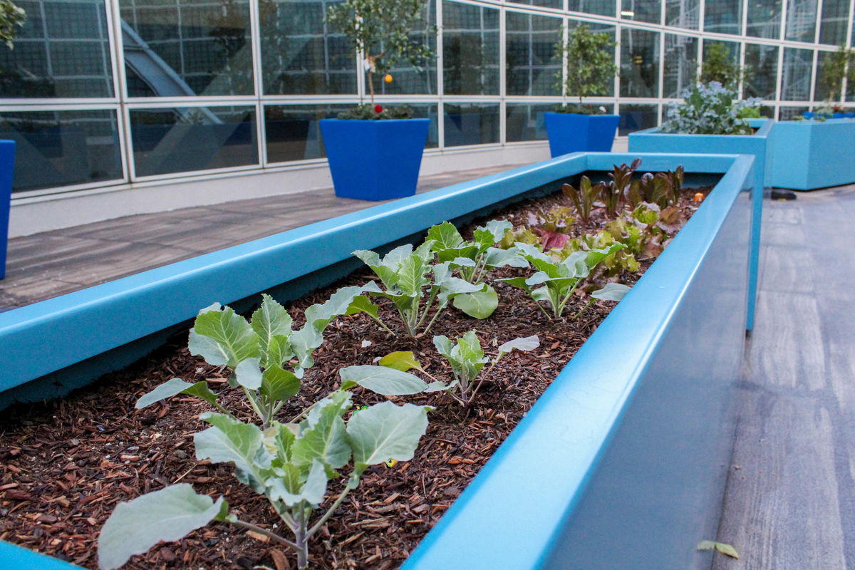 Los Angeles Convention Center Installs Rooftop Garden | AEG Worldwide